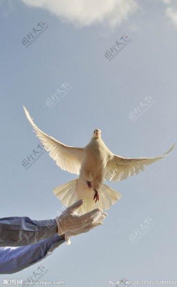 展翅和平鸽图片
