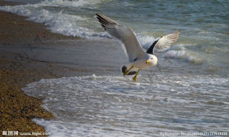 姿态优美的海鸥图片
