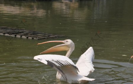 鹈鹕图片