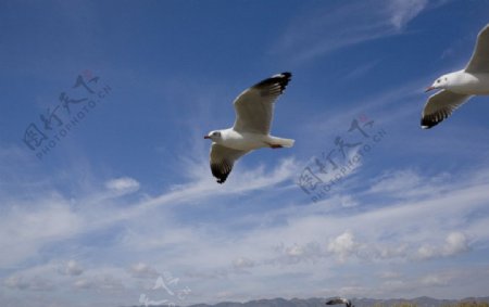 茵莱湖上红嘴鸥图片