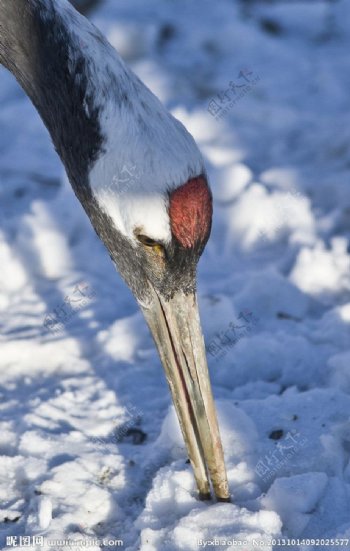 雪中觅食的丹顶鹤图片