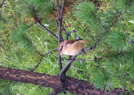 东北红松树鸟图片