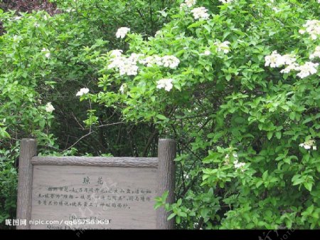 琼花扬州的市花图片