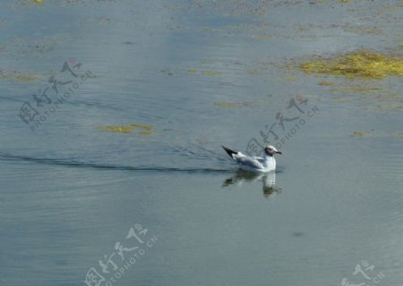 水鸟畅泳图片
