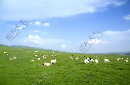 高原上的羊群图片