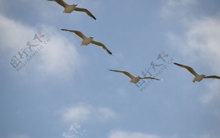天空中的海鸥图片