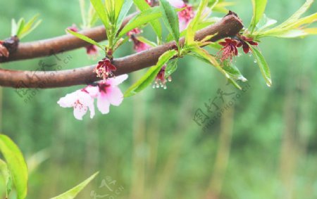 春暖花开图片