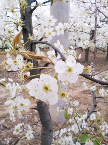 梨花图片