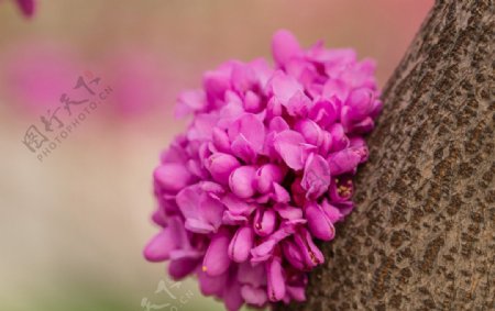 紫荆花团图片