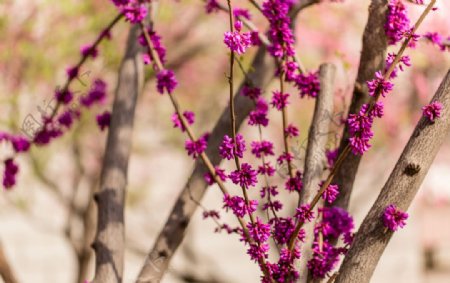 紫藤树图片