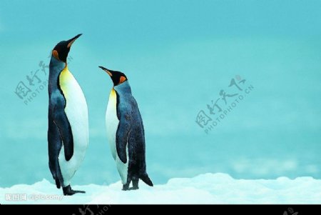 站岗的企鹅图片