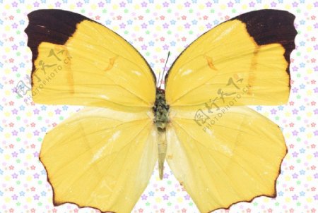 黑点前翅淡黄色蝴蝶图片