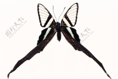 黑白色凤尾长翅蝶图片