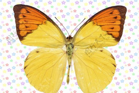 彩蛱蝶图片