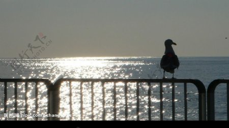 北海道的海鷗黑影图片