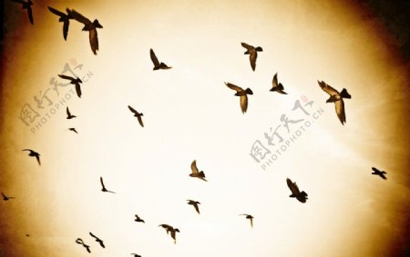 群鸟飞翔图片