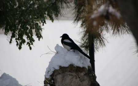 冬雪雀鸟图片