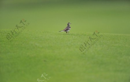 草地小鸟图片