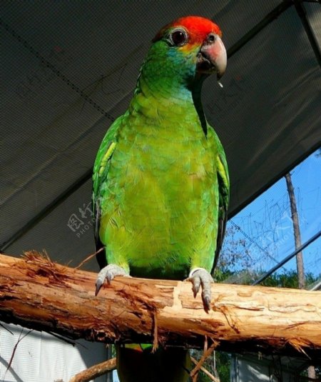红眉亚马逊鹦鹉图片