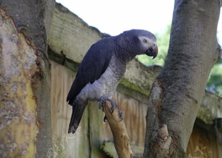 非洲灰鹦鹉图片