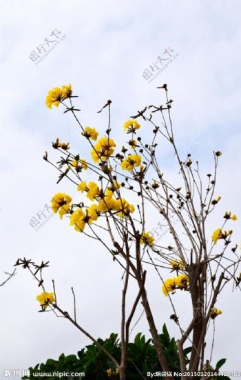 黄色小花的枝条图片