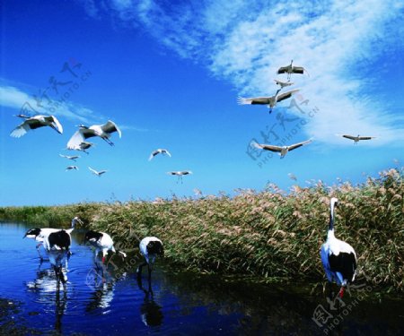 湿地鹤彩图片