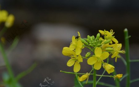 油菜花图片