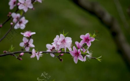 三月桃花图片
