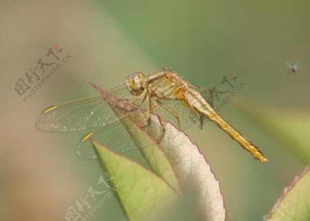 夏日蜻蜓图片
