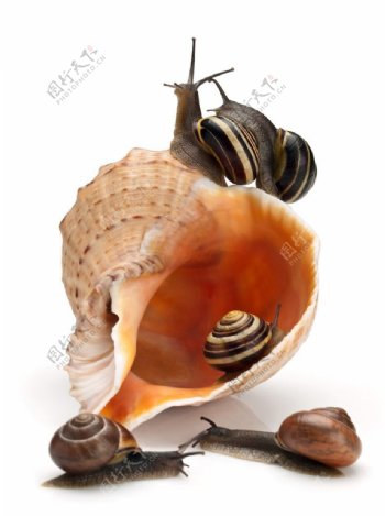 唯美蜗牛图片
