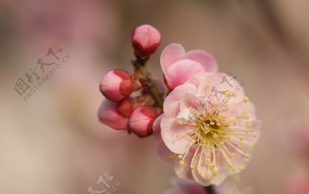 粉红梅花图片