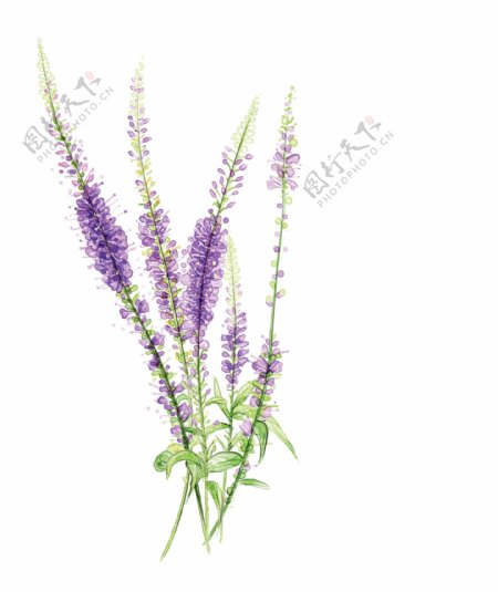薰衣草紫色植物图片