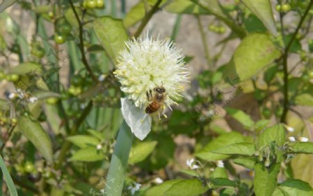 蜜蜂蜜蜂采蜜葱花图片