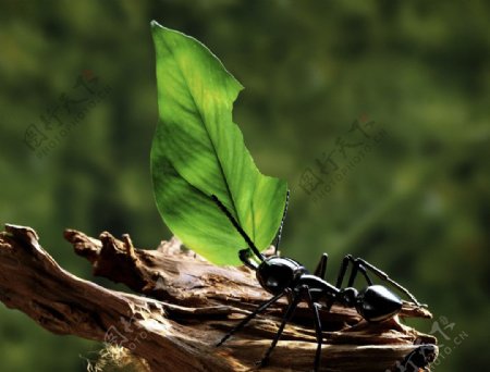 蚂蚁绿叶图片