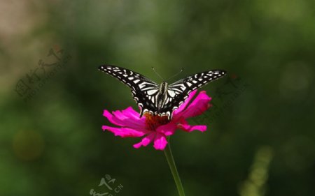 花蝶图片