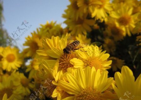 采蜜蜂图片