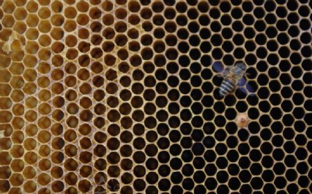 蜜蜂蜂窝图片