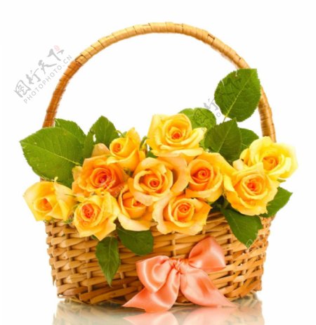 一篮子黄玫瑰图片