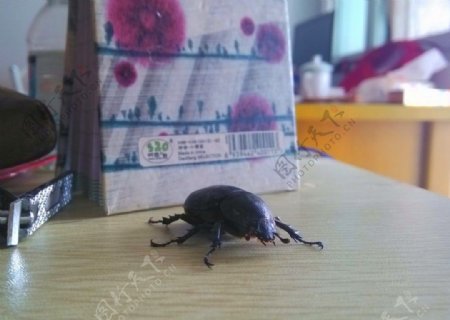甲壳虫Beetles图片