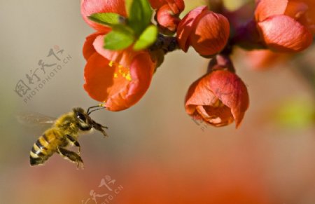 蜜蜂授粉图片