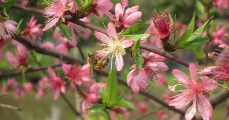 蜜蜂采花酿蜜图片