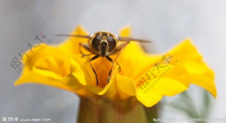 蜜蜂图片