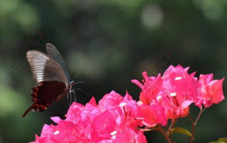 花上蝶图片