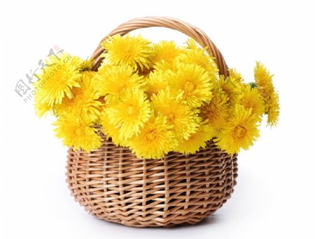 一篮子黄色菊花图片