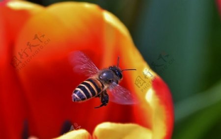 蜜蜂与郁金香图片