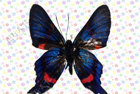 深蓝色荧光红色蝴蝶图片