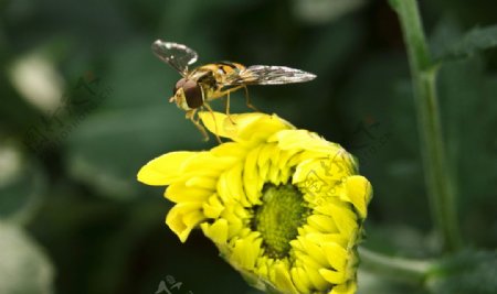 食蚜蜂图片