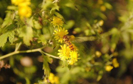 蜜蜂与野菊图片