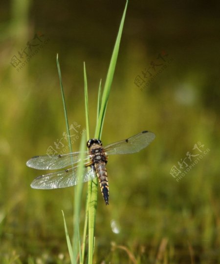 草丛上的蜻蜓图片
