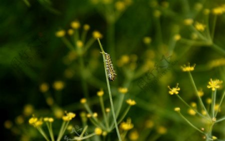 小花与昆虫图片